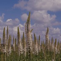 Eremurus Joanna field  Photo: J. Amand